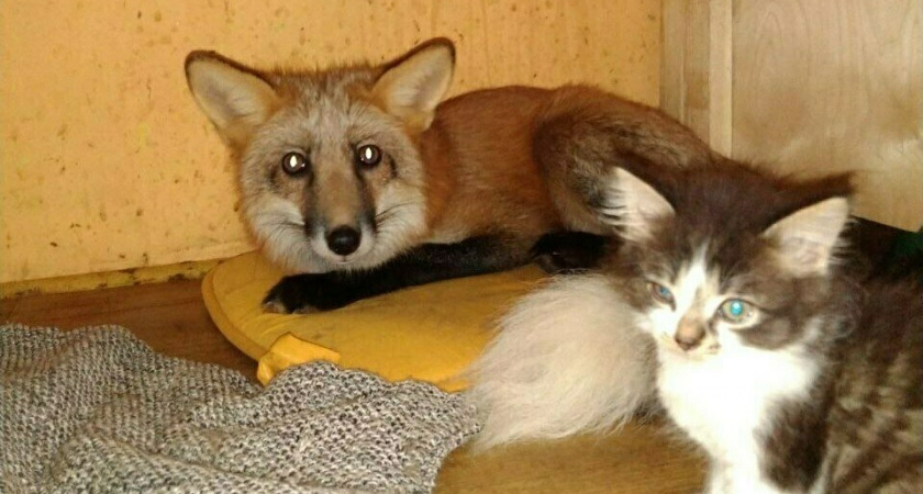 В Калининграде у хозяйки кошачьего приюта живет лисенок Фалько (ВИДЕО)