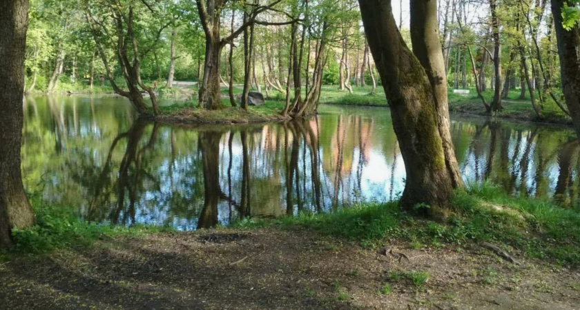 Администрация заявила, что благоустройство Ашманн-парка перенесено на 2024 год