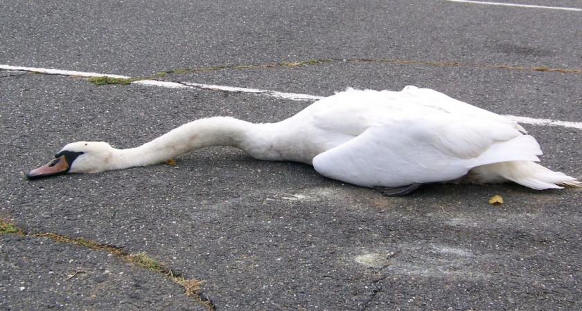 На Багратиона сбили лебедя.Водитель скрылся.