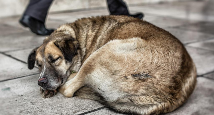 Семейная пара в Калининграде осуждена за жестокое изувечивание бездомной собаки