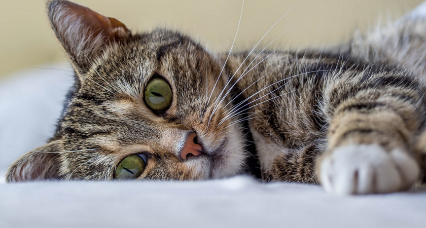 По словам ученых, наличие кошек в доме может увеличить вероятность развития шизофрении