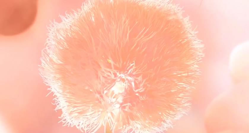 Персиковый пушок обогащает разум и тело: главный цвет 2024 года