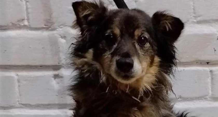 Украли собаку с частной территории и избили. Печальная судьба животного в Калининградской области