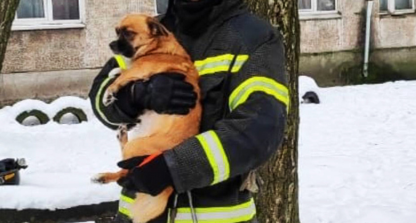 Пожарные в Советске вызволили из лап огня пятерых людей и собаку