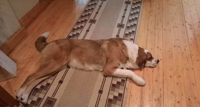 В Калининграде собака Лизонька, которую выбросили на улицу, нашла новый дом