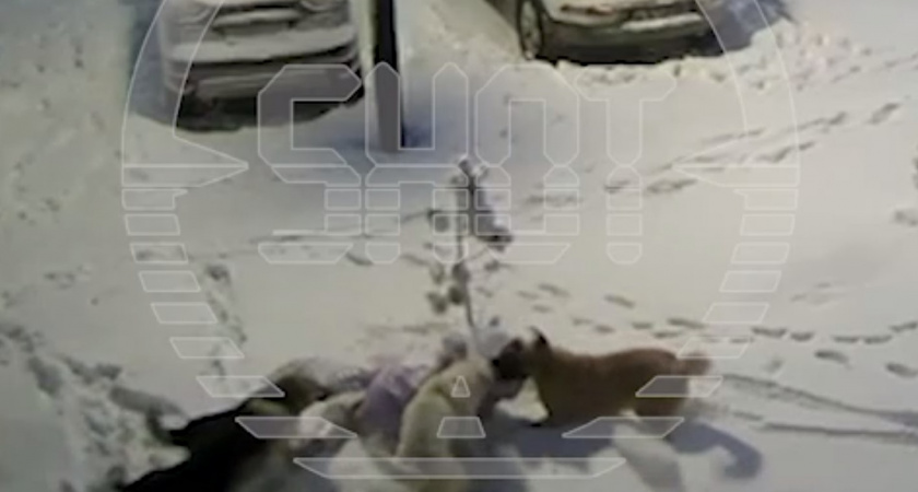 Стая бездомных собак чуть не разорвала маленькую девочку (ВИДЕО)