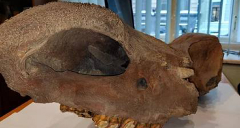 Жил вместе с мамонтами. Калининградские таможенники изъяли на границе череп шерстистого носорога, который жил 14 тысяч лет назад