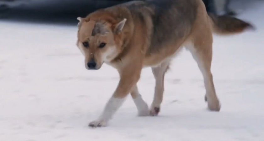 Собаку Люсю спасли от живодёров рабочие в Ленобласти. Кто-то ударил ее острым предметом по голове, животное истекало кровью (ВИДЕО)