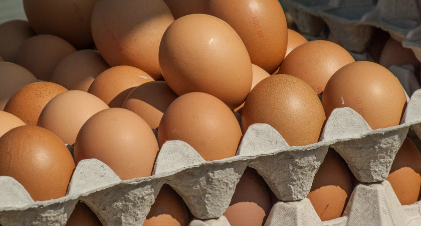 Планируется снизить цены на яйца в России путем закупок в Турции и Азербайджане