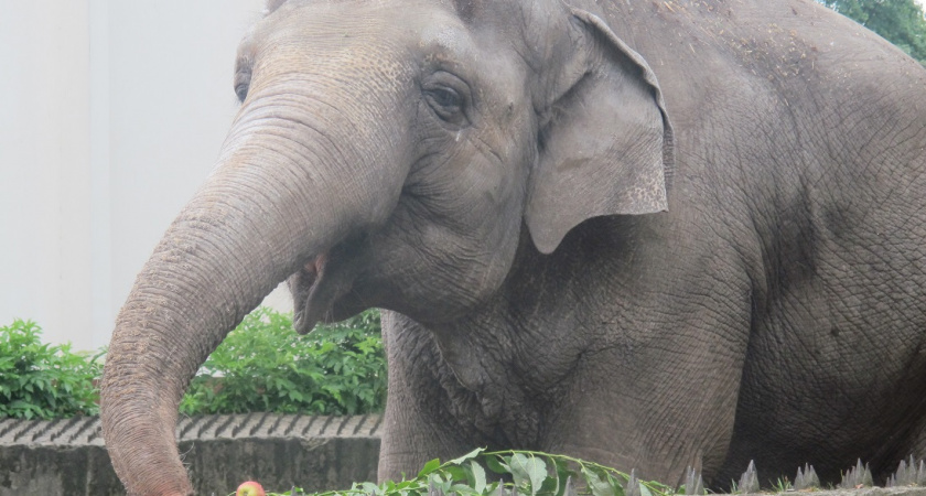 Усовершенствование: Калининградский зоопарк планирует ремонт ограждения уличного вольера для слона