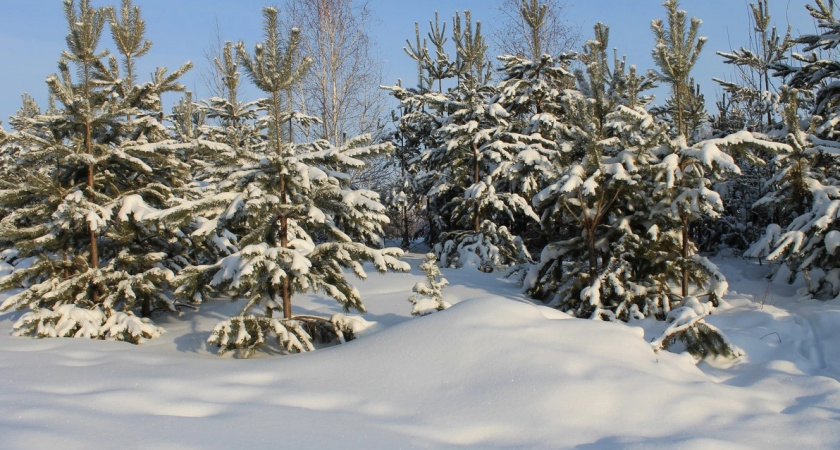 Охрана сильнее взялась за елки в предновогодние дни в Калининградской области