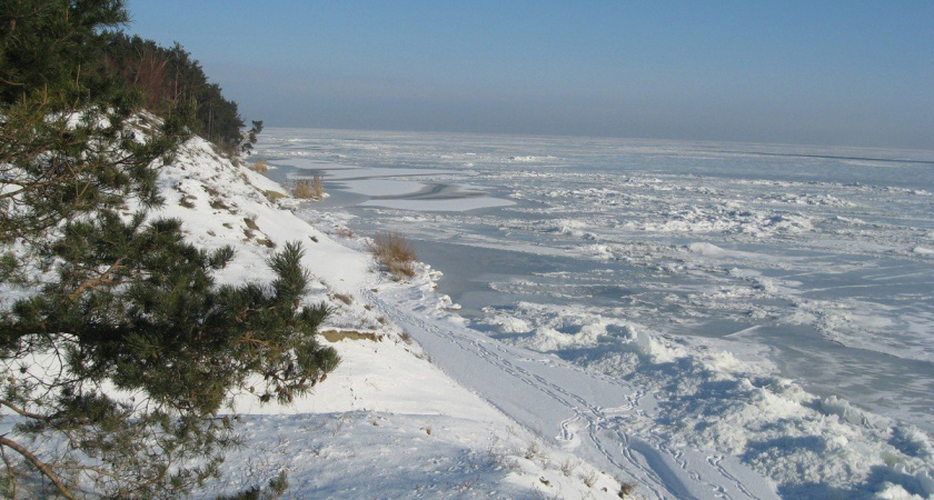 Сесть за елку стало еще легче. Поиск срубленных деревьев в выезжающих автомобилях стартовал на Куршской косе