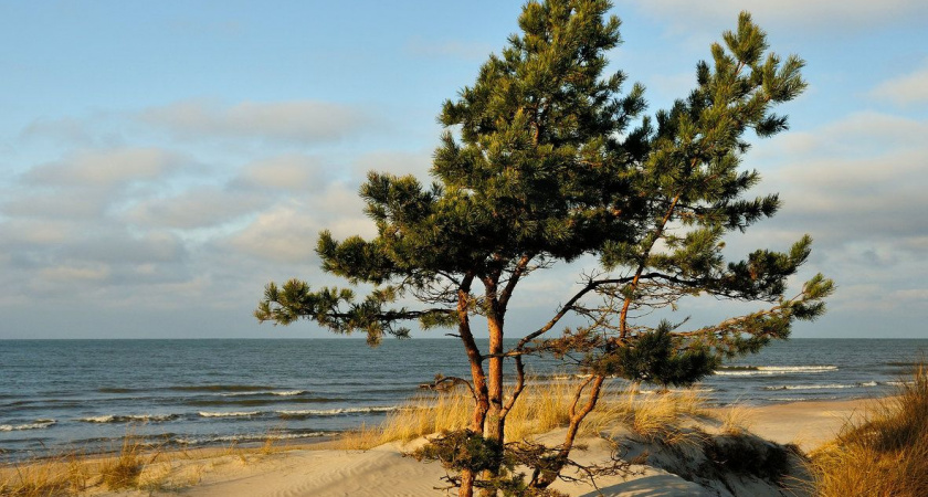 Калининград стал лидером в России по качеству воздуха