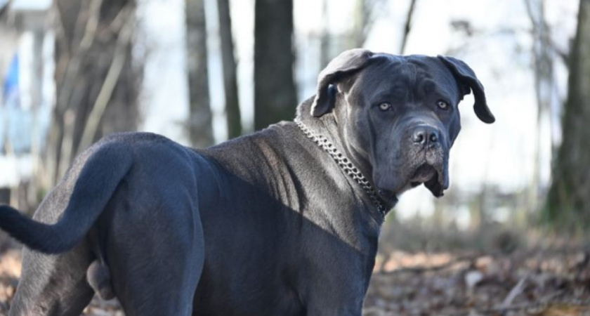 В Калининграде бойцовская собака напала на женщину во время занятия йогой