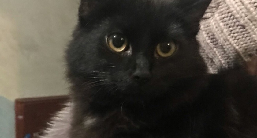 «Кричал на всю улицу» В Светлом из двухдневного деревянного плена спасли котика (ВИДЕО)