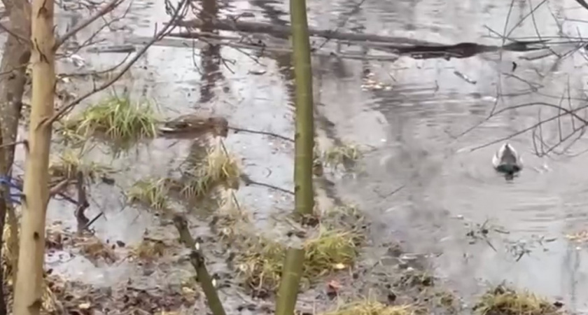 Улицу Октябрьская в Большом Исаково затопило фекалиями, в которых купаются утки (ВИДЕО)