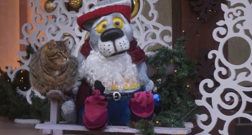 «Дайте нам омаров!» Коты из Зеленоградска просят более дорогой корм