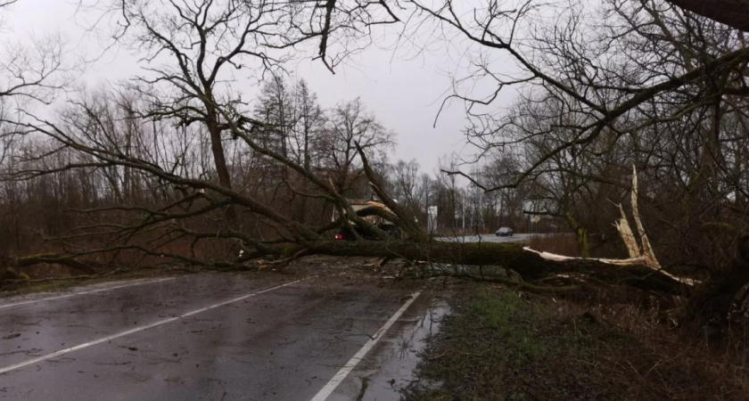 Стихия берет свое. Сильный ветер в Калининграде валит деревья на машины и сдувает баннеры!
