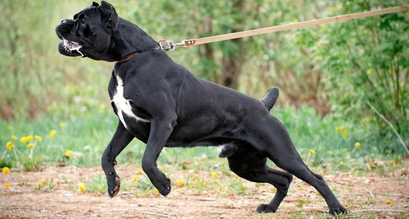 «Пёс рвал меня на части» Пострадавшая 60-летняя жительница Калининграда поделилась подробностями нападения