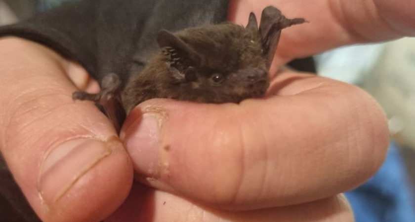 Активисты в Калининграде спасли от действий человека бедное животное, которое пытались продать за 200 рублей