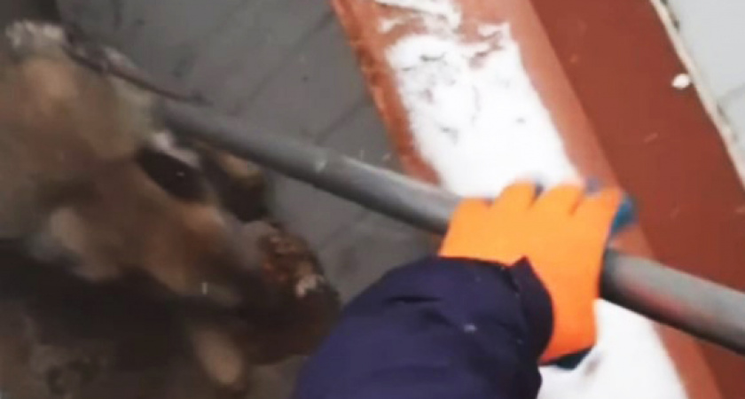 Как в Калининграде помогли собаке, угодившей в ловушку? Чего испугалось бедное животное? (ВИДЕО)