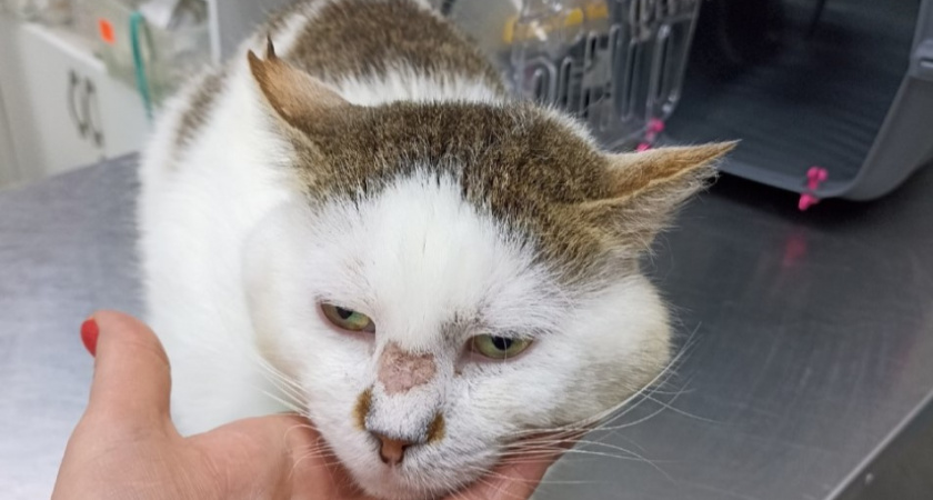 Новогоднее чудо спасло жизнь коту по имени Петя