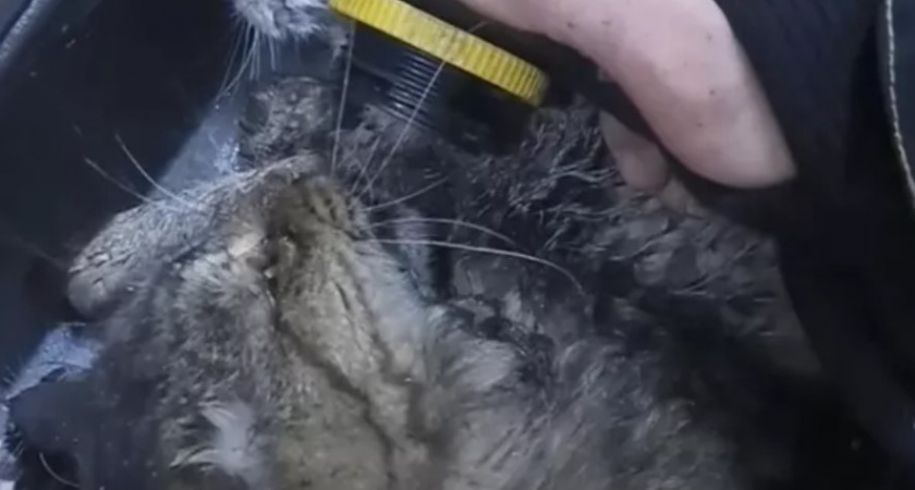 «Кошкин дом!» Сотрудники МЧС героически спасли 15 жизней! (ВИДЕО)