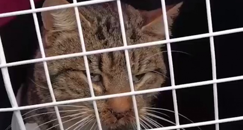 Тимона отравили?! Что случилось с пушистым коллегой кота Сергея? Подробности