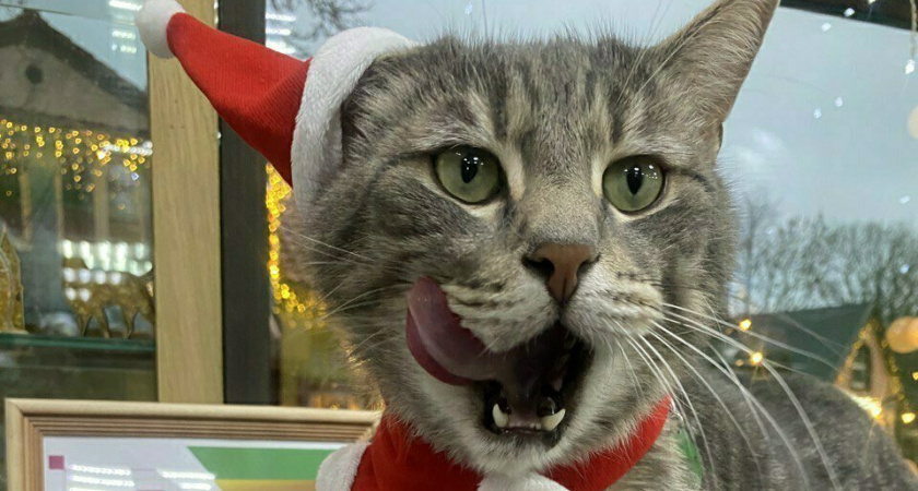 Уволенный кот Сергей не планирует уезжать из Зеленоградска! У него появится свой собственный Telegram-канал?
