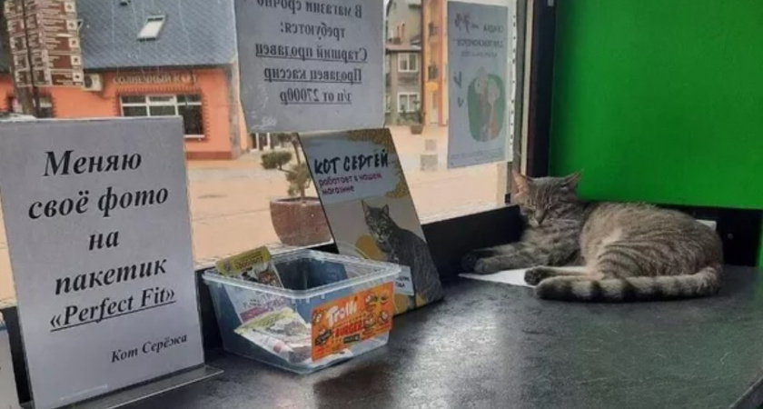 Уволенный кот Сергей получил новое приглашение на работу!