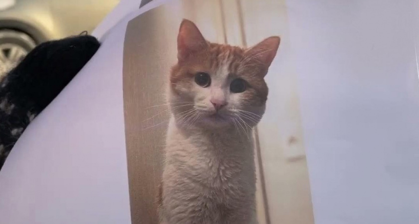 Коту Твиксу, погибшему в Кирове, поставят памятник? Кто выступил с такой инициативой?