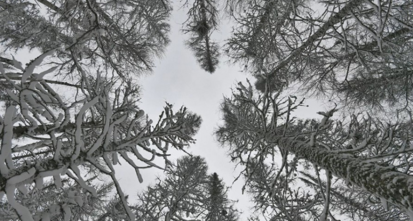 В 2024 году в Красноярском крае специалисты планируют восстановить 162,5 тысячи гектаров леса