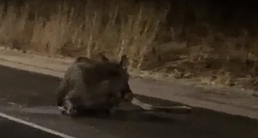 Под Багратионовском сбили лося! (ВИДЕО)