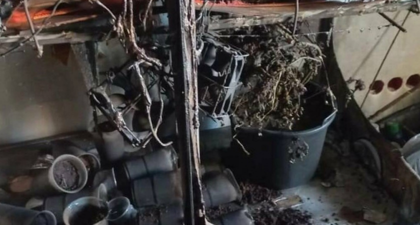 Тушили пожар, а нашли наркотики. В одной из однушек в Гурьевске сгорела целая плантация