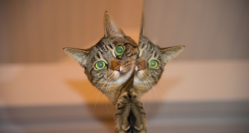 В Уфе чуть не сгорел дом из-за голодных кошек. Как такое могло произойти?