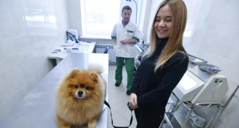 Финансовые аспекты налоговых льгот на лечение домашних животных: взгляд из Совета Федерации