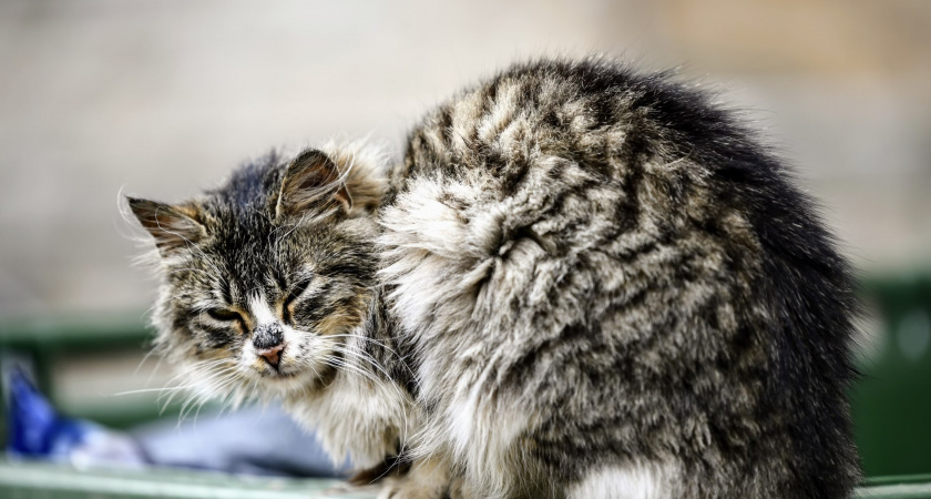 Бешенство охватило уличных котов в Челябинске