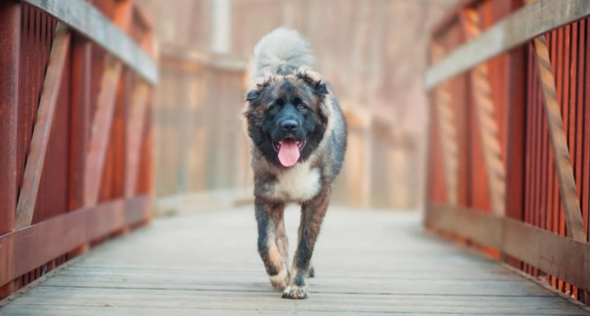 Кавказская овчарка загрызла 4-летнего ребенка