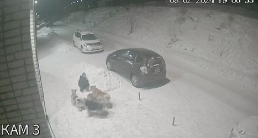 Стая голодных собак чуть не разорвала мальчика. Жуткий инцидент в Иркутской области(ВИДЕО)