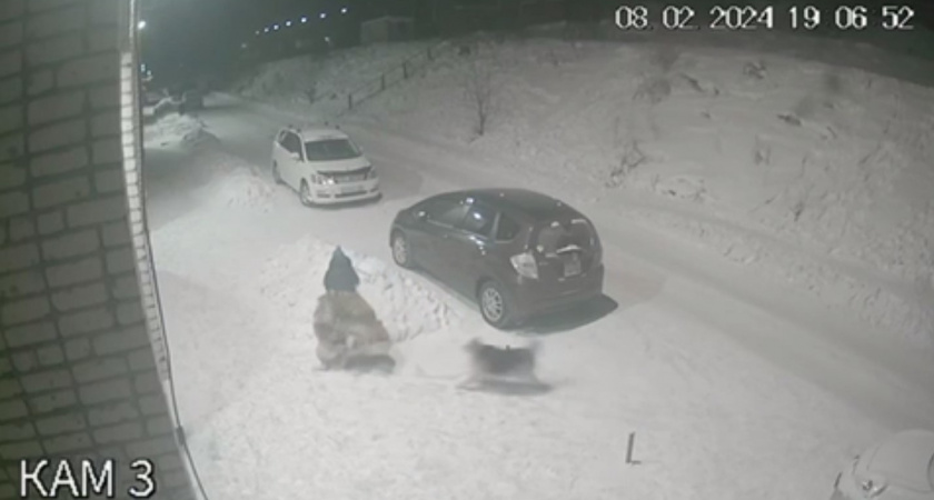 Стая собак жестоко набросилась на маленького мальчика
