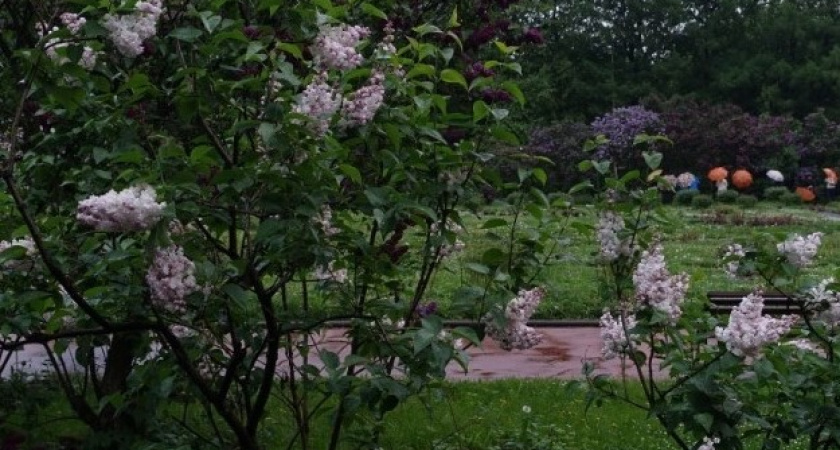 Станет еще красивее. Какие растения хотят высадить в Калининграде к лету