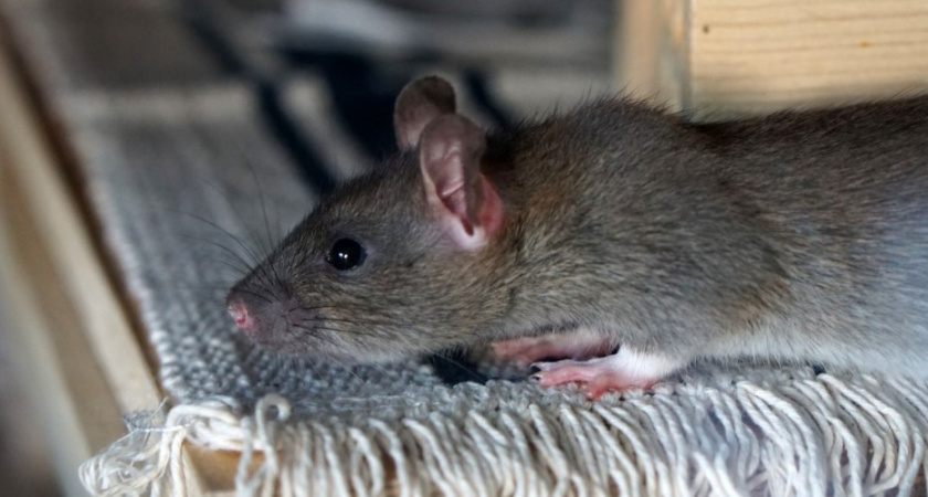 Сколько денег выделят на обработку от крыс и мышей в Калининграде