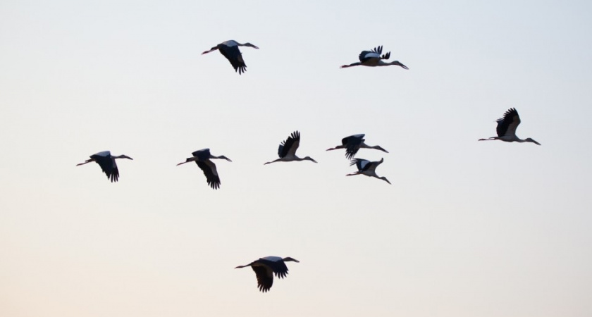 Весна близко: перелетные птицы возвращаются в Калининградскую область