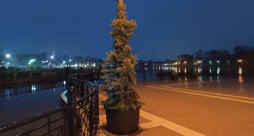 Где в Калининграде посадят ели, купленные на новый год
