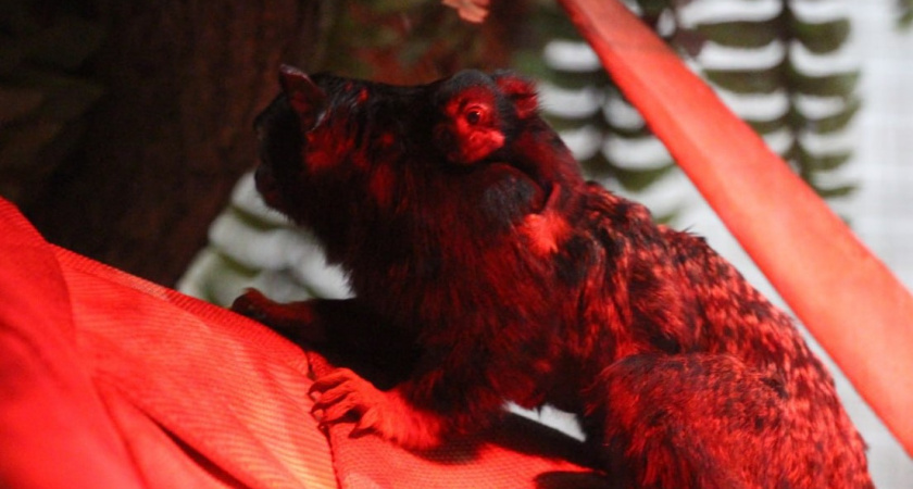 Пополнение в Калининградском зоопарке: на свет появился краснорукий тамарин