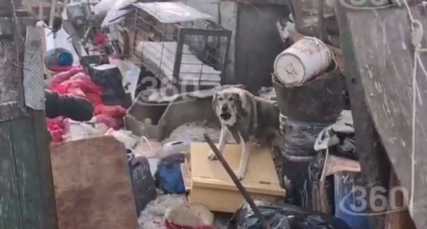 Стая собак чуть не растерзала человека. Жуткий инцидент в Хабаровске