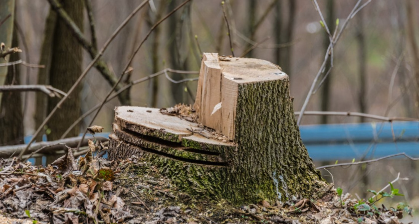 Зелени станет гораздо меньше: сколько деревьев уберут на аллее Смелых в Калининграде
