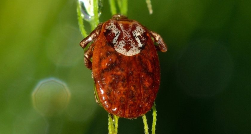 Когда в Калининградской области начнут массово просыпаться клещи. Эксперт ответил