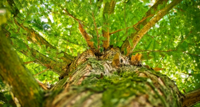 Какую сумма потратят на первый этап благоустройства парка «‎Сосновка» в Зеленоградске