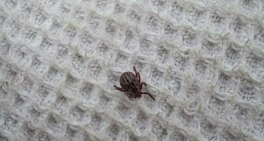 Приход тепла принес с собой в Калининградскую область смертельную опасность